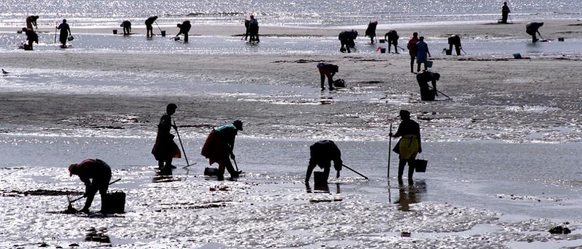  A Xunta leva meses traballando nas vías de axudas para o marisqueo dotadas con 15 M€ e nas que o Fempa xa lle abriu a porta aos profesionáis a pé 