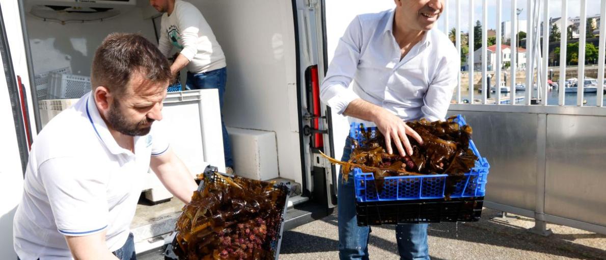  A Xunta favorece a repoboación do ourizo na Ría de Ferrol coa semente en dous anos de 20.000 unidades 