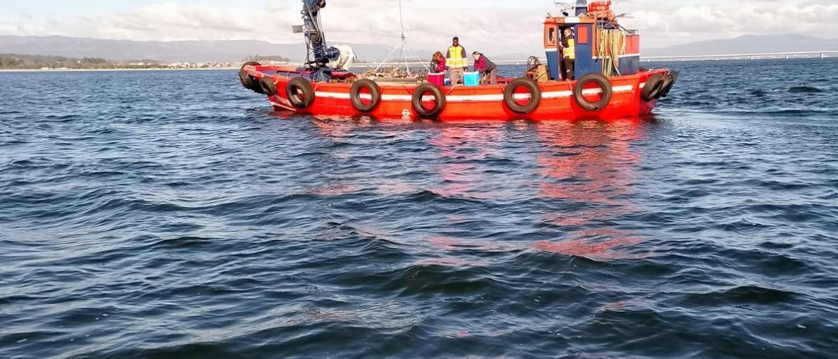  Mar impulsa a rexeneración e restauración do banco marisqueiro do Bohído coa sementeira de 130.000 novas unidades de ameixa 