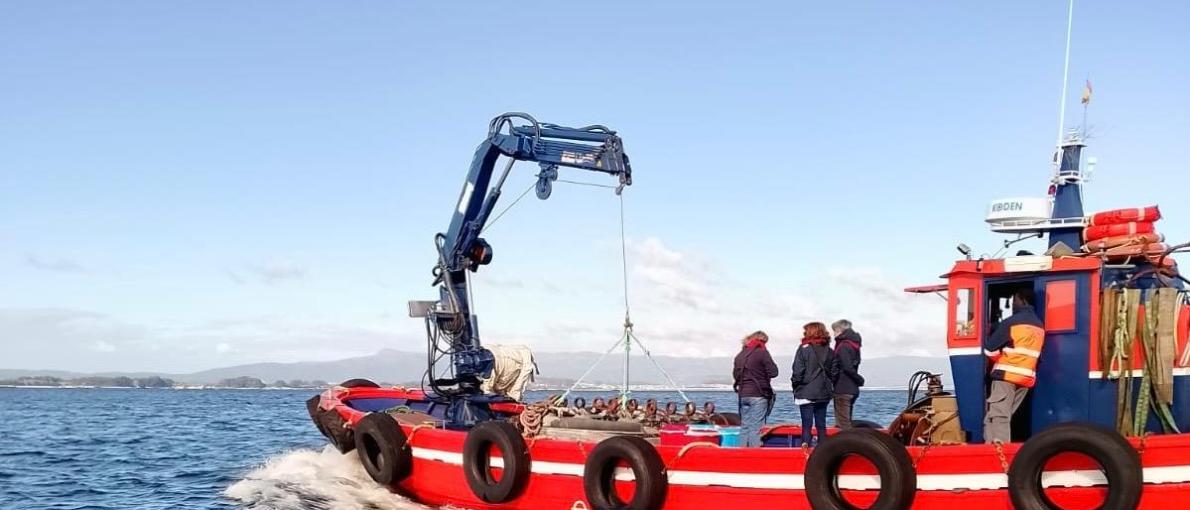  Mar impulsa a rexeneración e restauración do banco marisqueiro do Bohído coa sementeira de 130.000 novas unidades de ameixa 