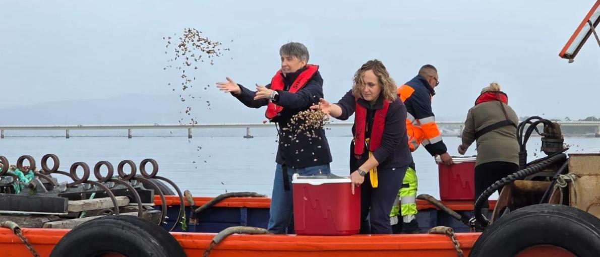  Mar impulsa a rexeneración e restauración do banco marisqueiro do Bohído coa sementeira de 130.000 novas unidades de ameixa 