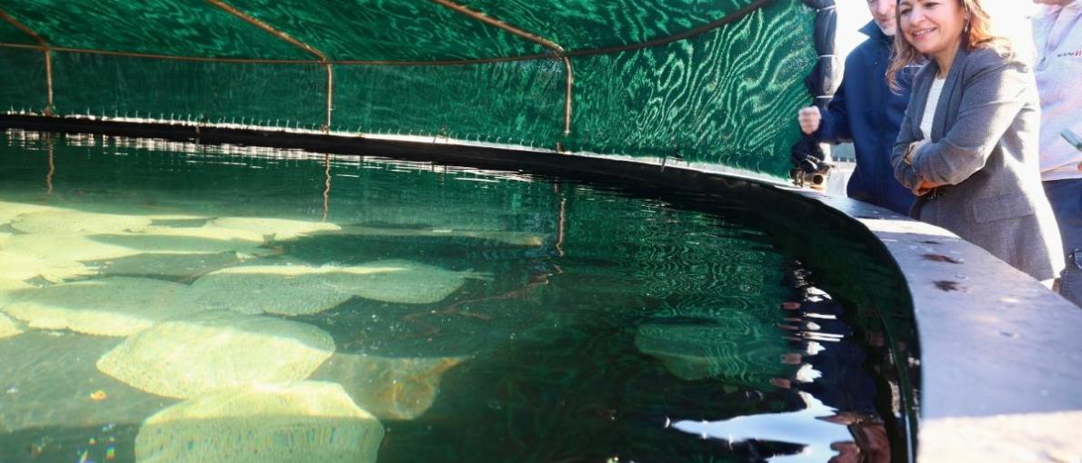 Villaverde destaca a aposta de Stolt Sea Farm pola innovación e o seu papel no desenvolvemento da acuicultura en Galicia