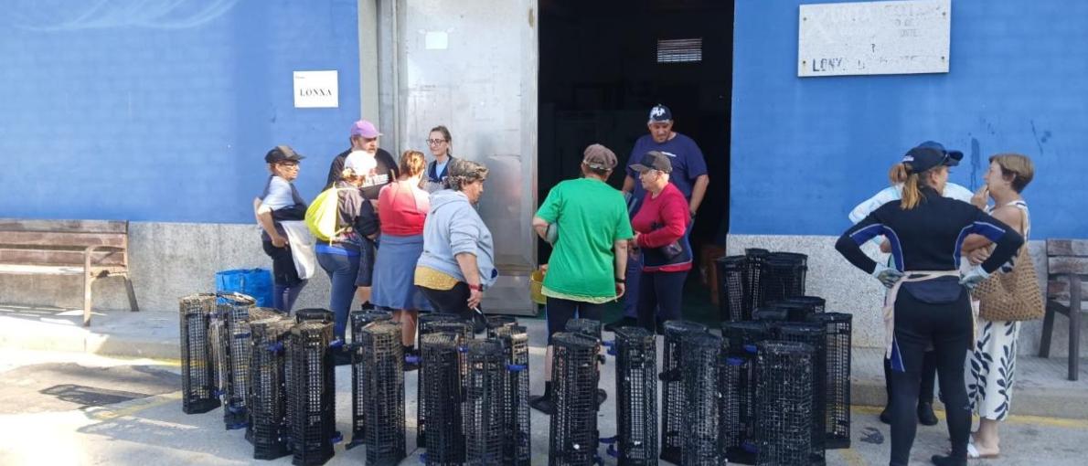 A Xunta e a Confraría de Arcade avanzan na recuperación da ostra plana autóctona cunha nova entrega de máis de 100.000 exemplares