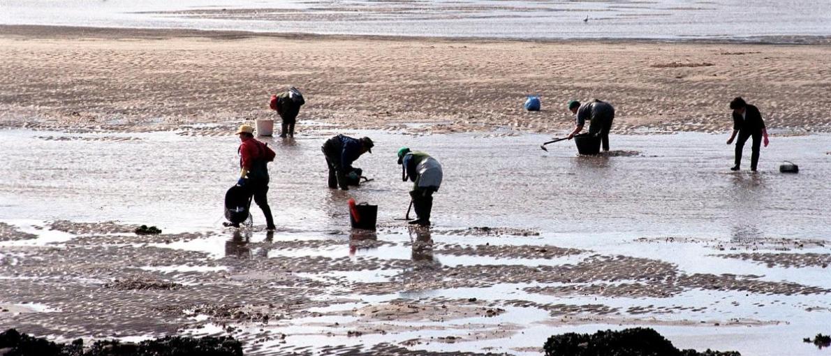 Rueda anuncia a sinatura dun convenio de colaboración coa confraría de Noia por 1,6 M€ para a restauración dos hábitats e zonas de produción marisqueira