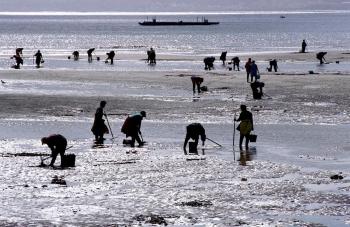 A Xunta publica dúas ordes de axudas para a rexeneración dos bancos marisqueiros por valor de 2,2 M€ 